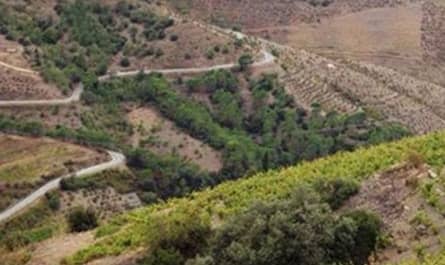 cims de porrera vino